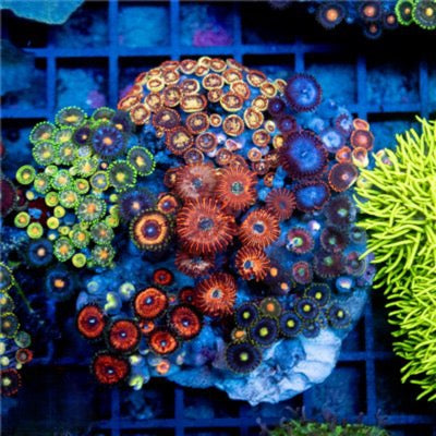 Cultured Zoa Ultra Indo Mother Colony CZUIMC082603 WYSIWYG