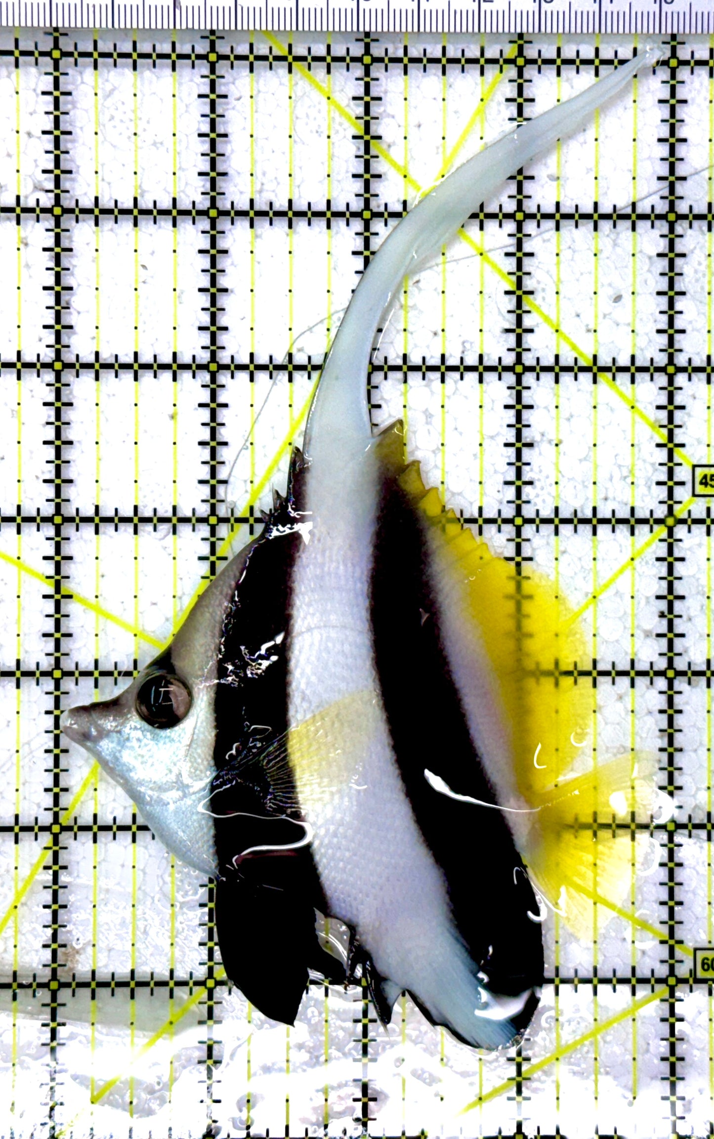 Heniochus Butterflyfish HB112601 WYSIWYG Size: ML 4"