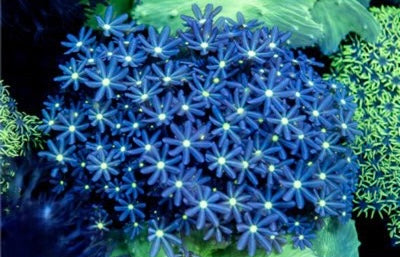 Daisy Polyp Mother Colony DPMC082601 WYSIWYG