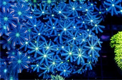Daisy Polyp Mother Colony DPMC082602 WYSIWYG