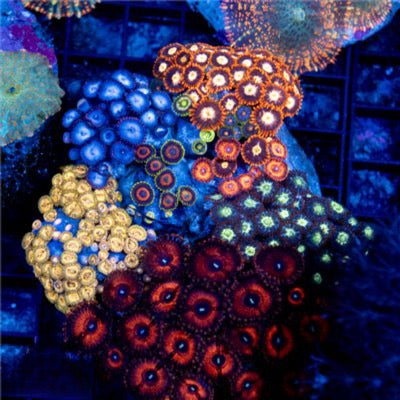 Cultured Zoa Ultra Indo Mother Colony CZUIMC082604 WYSIWYG