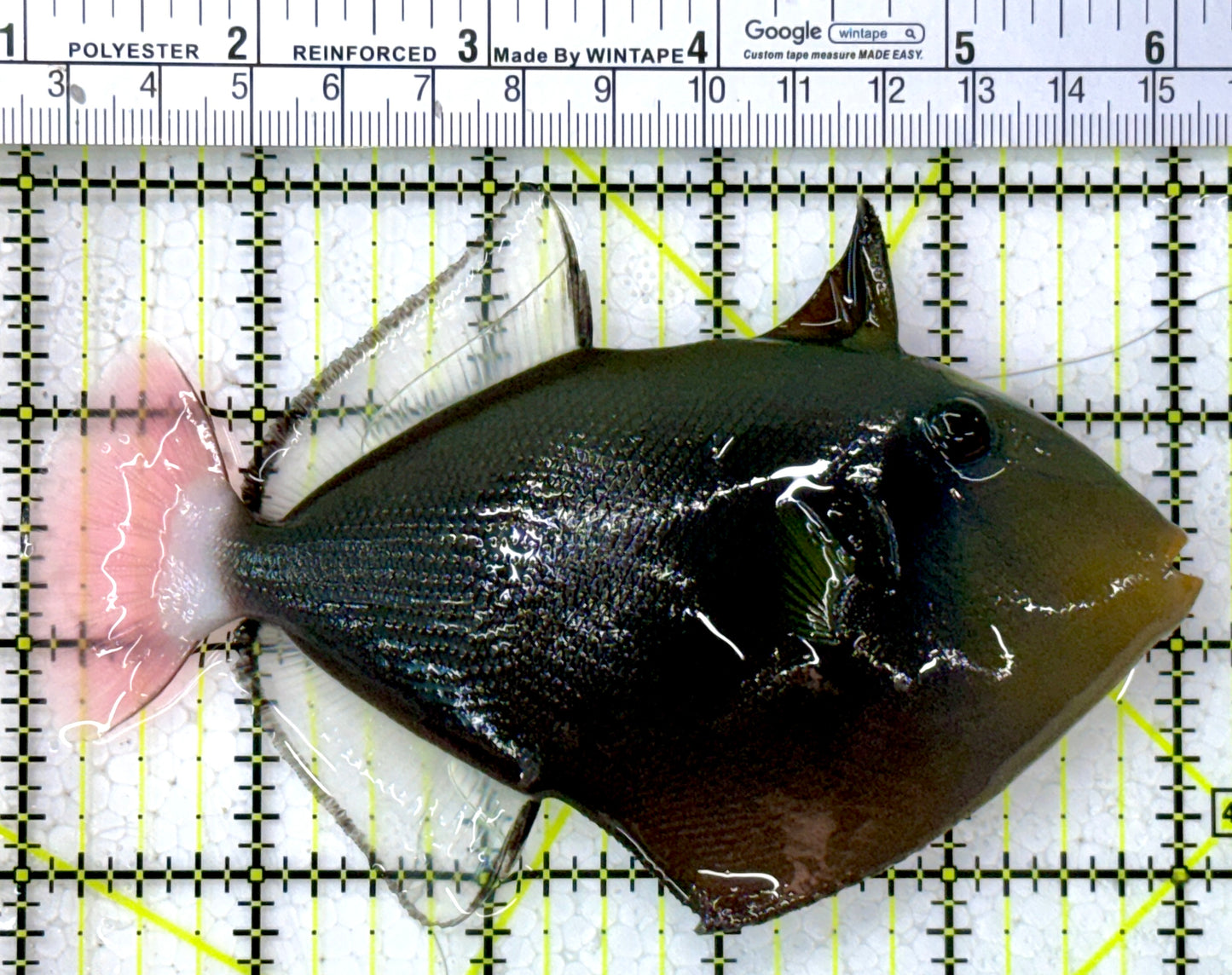 Pink Tail Triggerfish PTT112601 WYSIWYG Size: L 5"