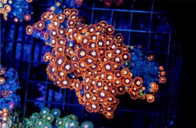 Zoa Ultra Indo Mother Colony ZUIMC082609 WYSIWYG