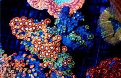Zoa Ultra Indo Mother Colony ZUIMC082610 WYSIWYG