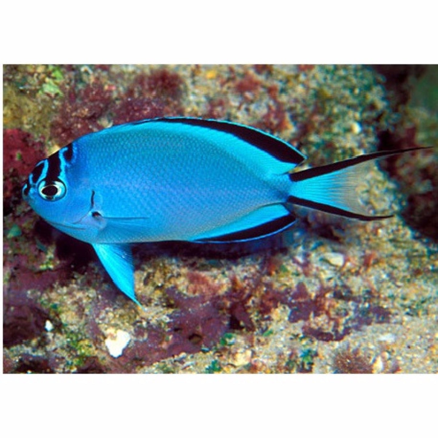 Watanabe Angelfish (Female) (Tonga Special Grade) Size: XL 4" to 5"