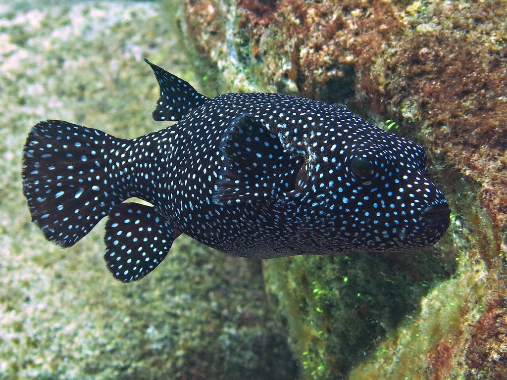 Female Golden Pufferfish (Tonga Special Grade) Size: XXL 8" to 9"