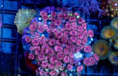 Indo Ultra Pink Zoa Mother Colony IUPZMC093001 WYSIWYG