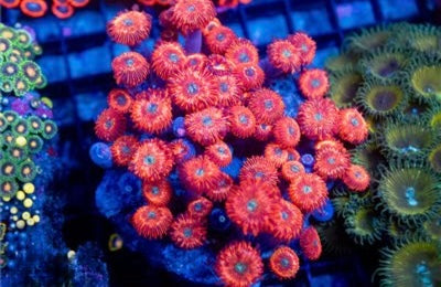 Indo Ultra Pink Zoa Mother Colony IUPZMC093002 WYSIWYG
