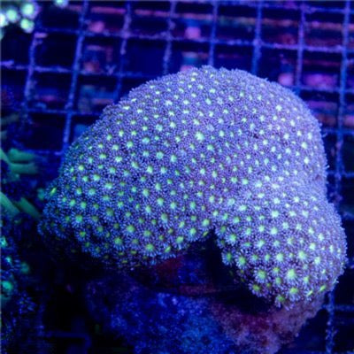 Indo Ultra Goniopora Mother Colony IUGMC093001 WYSIWYG