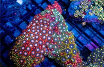 Indo Ultra Zoa Mother Colony IUZMC093001 WYSIWYG