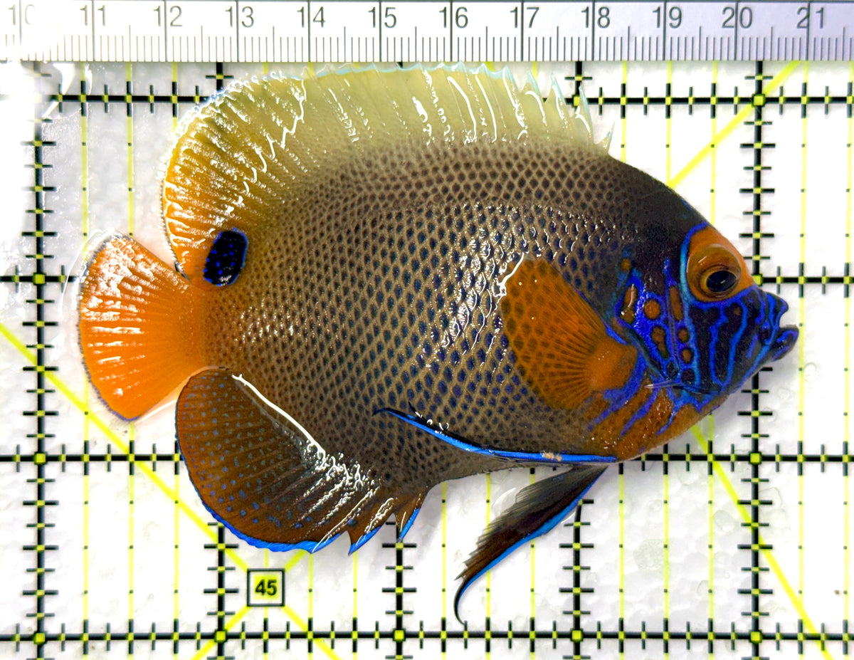 Blueface Angelfish Adult (Sumatra Vibrant Colors) BAA102501 WYSIWYG Size: L 5"approx
