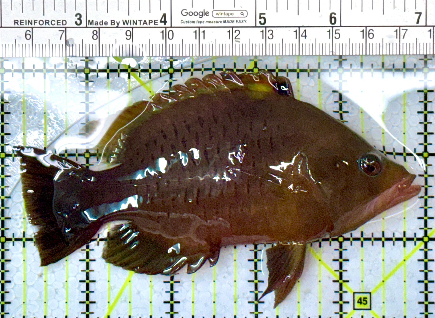 Insidiator Wrasse IW112601 WYSIWYG Size: SHOW 4.75"