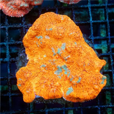 Indo Colorful Chalice Mother Colony ICCMC093001 WYSIWYG
