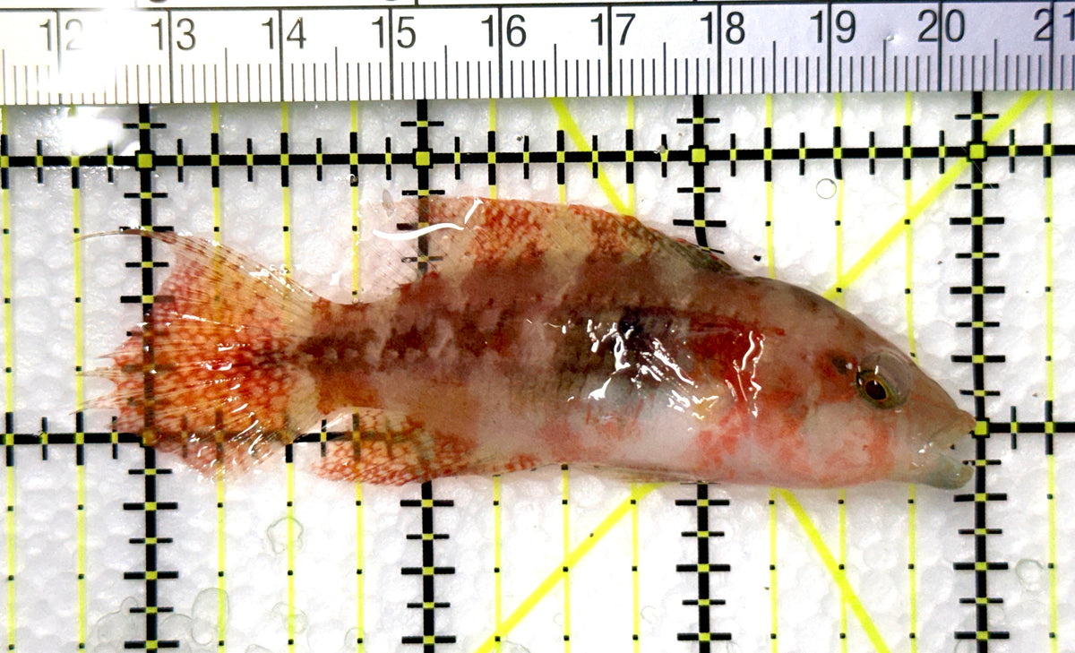Longjaw Wrasse LW102502 WYSIWYG Size : L 3.25" approx