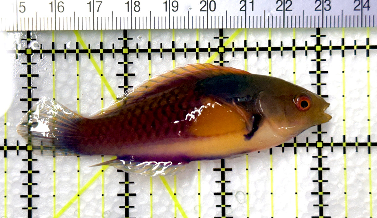 Blueside Fairy Wrasse BFW102501 WYSIWYG Size: XL 3.25" approx