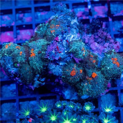 Indo Bounce Type Mushroom Mother Colony IBTMMC093001 WYSIWYG