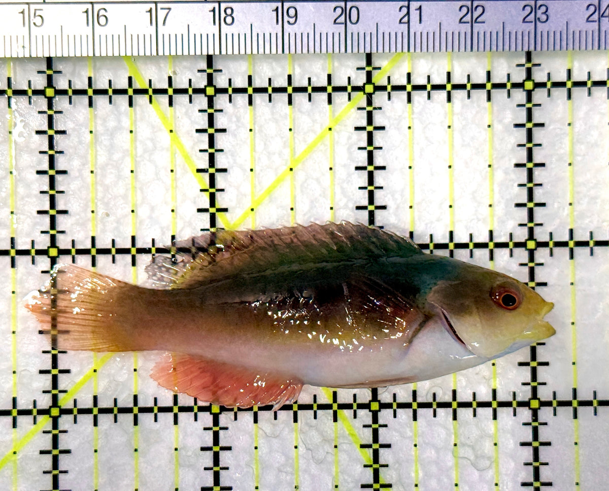 Scott's Fairy Wrasse SFW102501 WYSIWYG Size: ML 3.25" approx