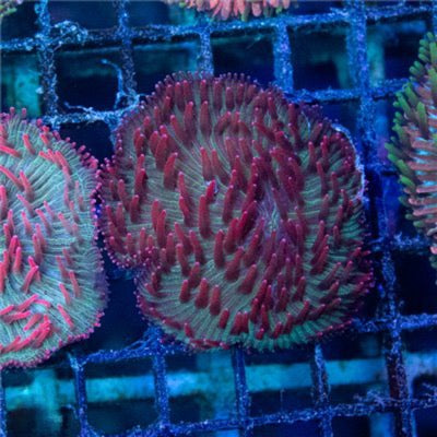Aussie Ultra Red Tentacle Diaseris (You Can Frag This and Its Hardy) AURTD093001 WYSIWYG