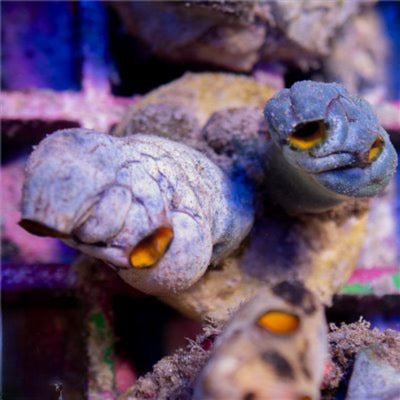 Unique Aussie Sea Squirt Mother Colony UASSMC093001 WYSIWYG