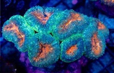Indo Ultra Lobophyllia Mother Colony IULMC093001 WYSIWYG