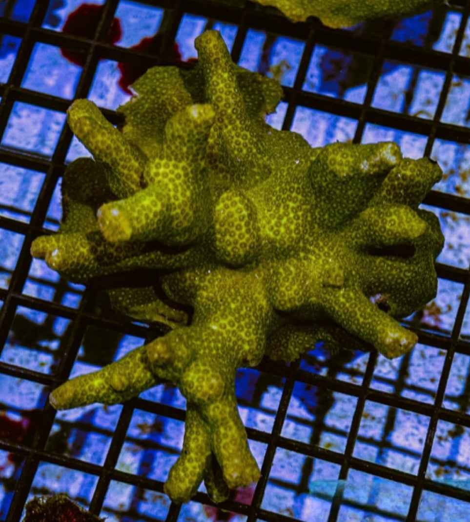 Ultra Lime Porities Mother Colony ULPMC100701 WYSIWYG