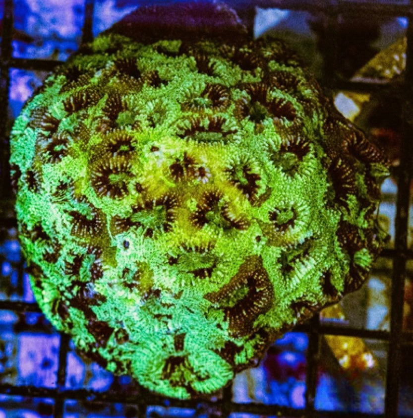 Ultra Neon Favia Mother Colony UNFMC100701 WYSIWYG