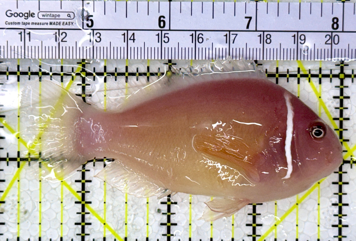 Pink Skunk Clownfish PSC112601 WYSIWYG Size: L 3.75"