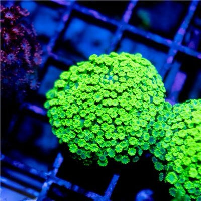 Aquacultured Micro Alveopora Mother Colony AMAMC072201 WYSIWYG