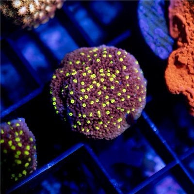 Cultured Devils Eye Montipora Mother Colony CDEMMC072201 WYSIWYG