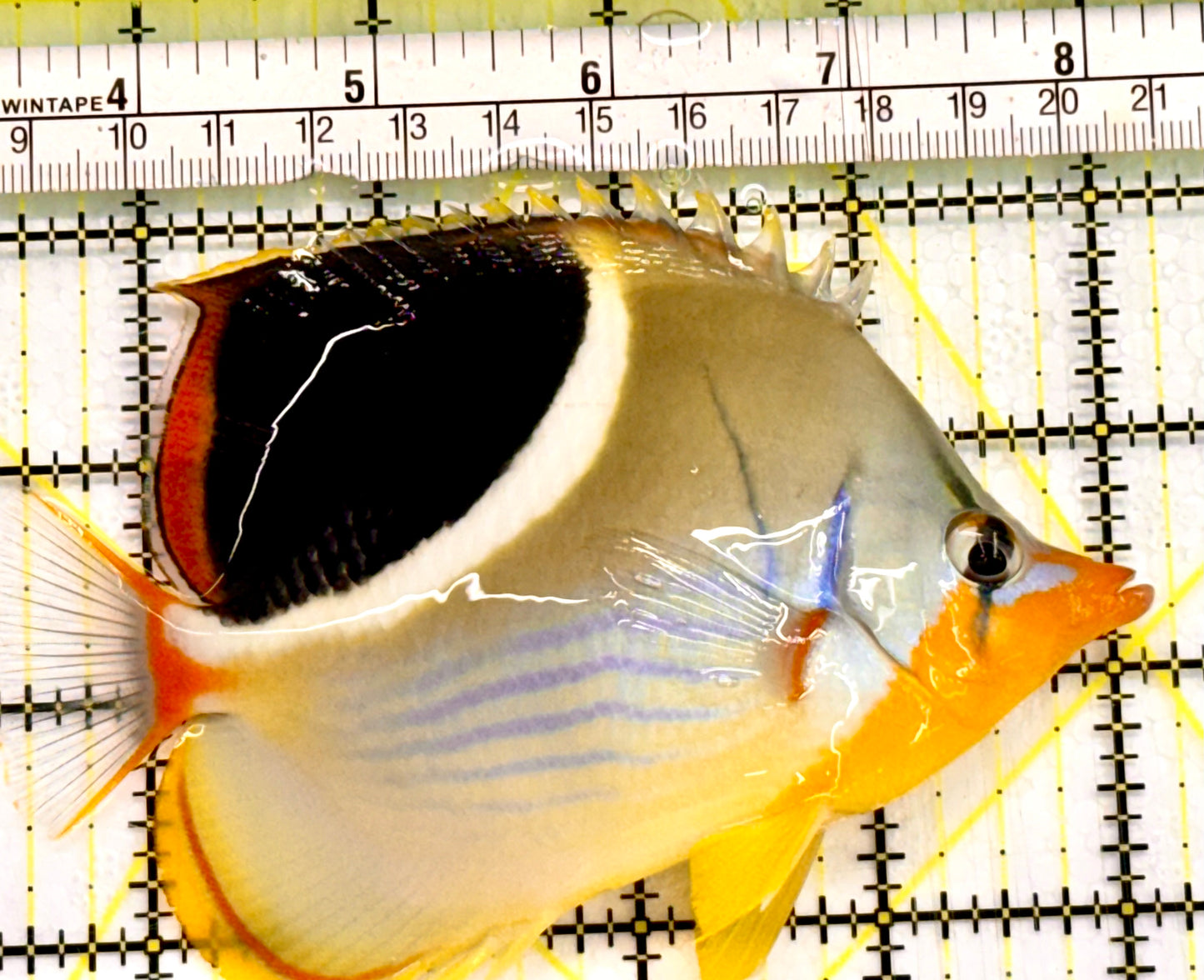 Saddleback Butterflyfish SDB041601 WYSIWYG Size: L 5" Approx