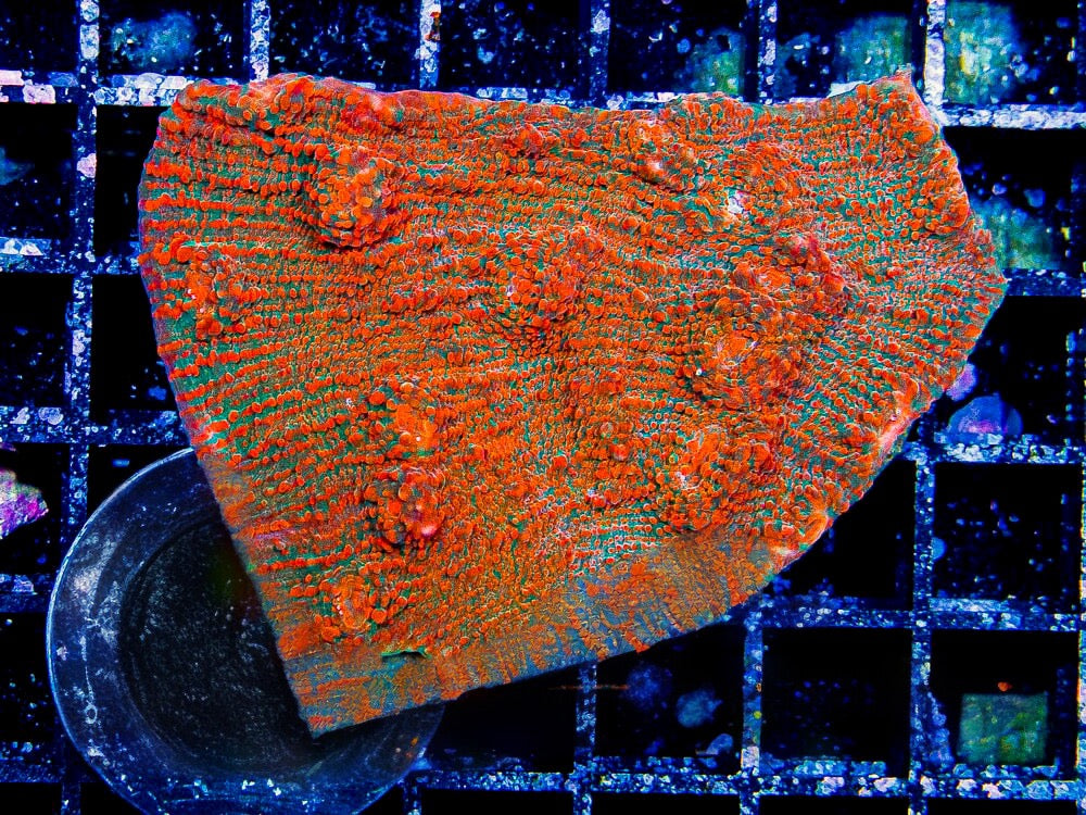 Aussie Ultra Striated Chalice Mother Colony AUSCMC072901 WYSIWYG