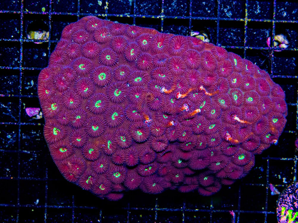 Indo Ultra Fluted Bleeding Favia Mother Colony IUFBFMC092501 WYSIWYG