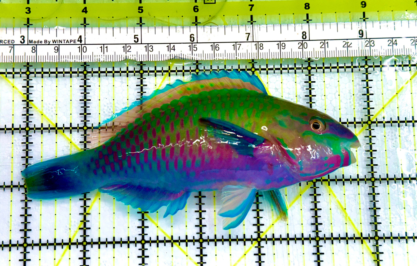 Princess Parrotfish PPF041601 WYSIWYG Size: XL 5.5" Approx