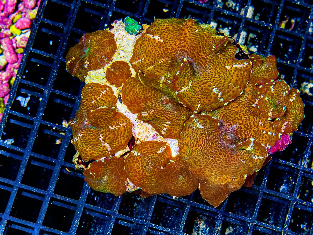 Red Leopard Discosoma Mushroom Mother Colony RLDMMC092501 WYSIWYG