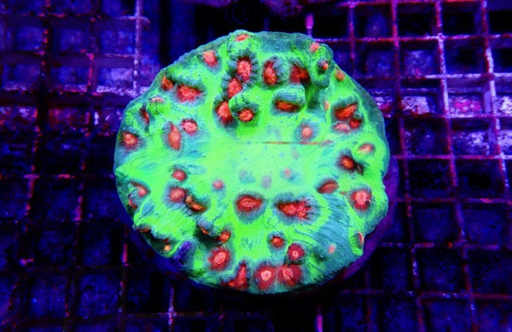 Super Bright Aquacultured Ultra Mycedium Chalice Mother Colony(Hand Picked Vibrant Color)SBAUMCMC092501 WYSIWYG
