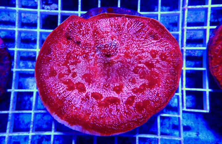 Super Bright Aquacultured Ultra Chalice Mother Colony (Hand Picked Vibrant Color) SBAUCMC092501 WYSIWYG