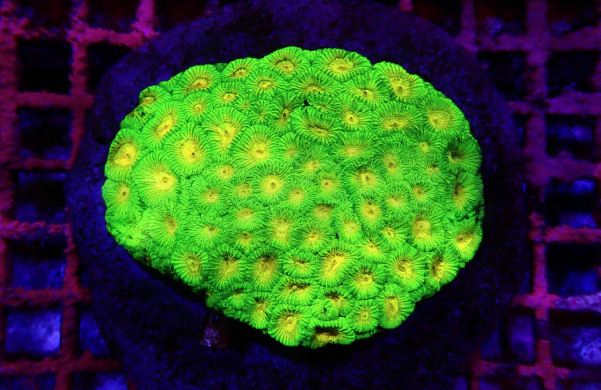 Super Bright Aquacultured Ultra Favia Mother Colony (Hand Picked Vibrant Color) SBAUFMC092502 WYSIWYG