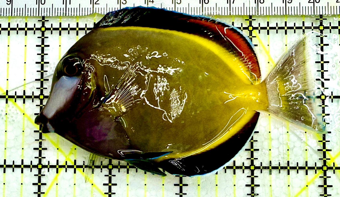 Powder Brown Tang PBT041601 WYSIWYG Size: M 4" Approx