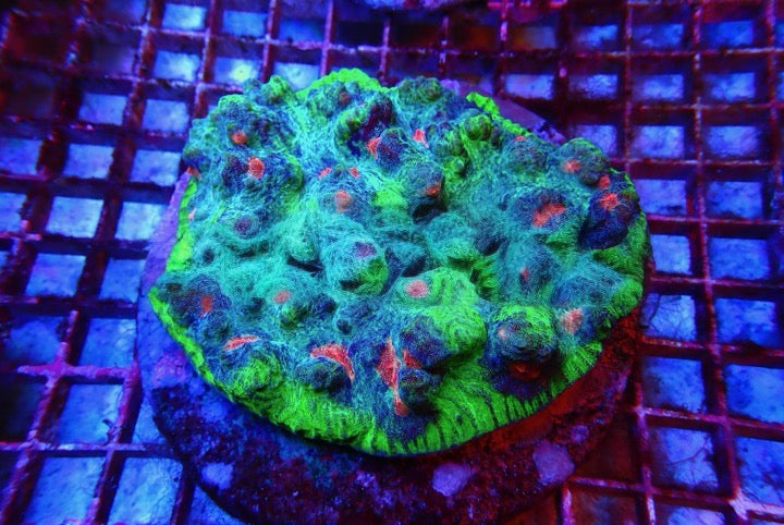 Super Bright Aquacultured Ultra Mycedium Chalice Mother Colony(Hand Picked Vibrant Color)SBAUMCMC092503 WYSIWYG