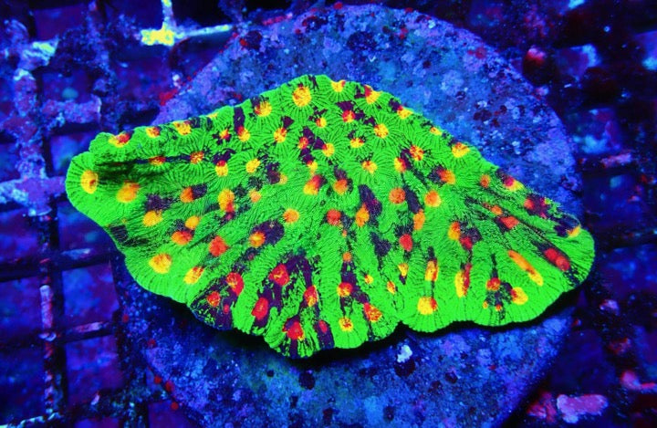 Super Bright Aquacultured Ultra Favia Mother Colony (Hand Picked Vibrant Color) SBAUFMC092503 WYSIWYG