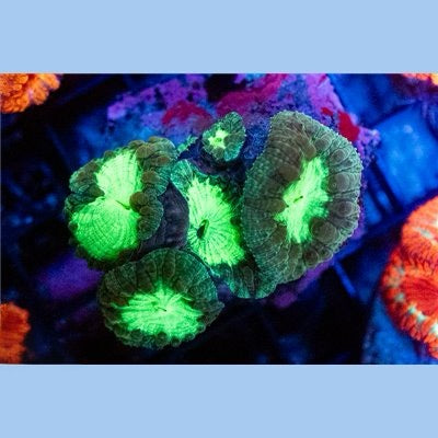 Neon Aussie Blastomussa Mother Colony NABMC093001 WYSIWYG