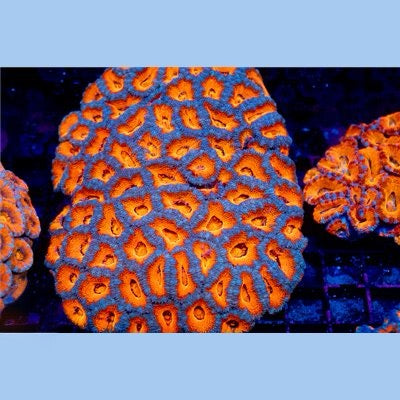 Aussie Ultra Acan Lordhowensis Mother Colony AUALMC093001 WYSIWYG