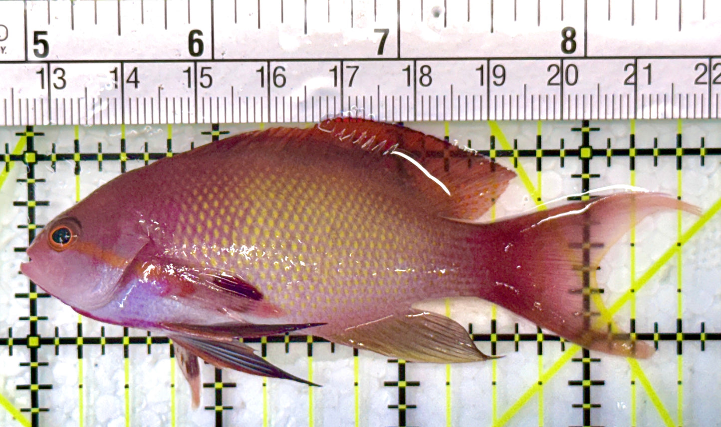 Male Lyretail Anthias (Maldives) MLA120102 WYSIWYG Size: L 3.5"