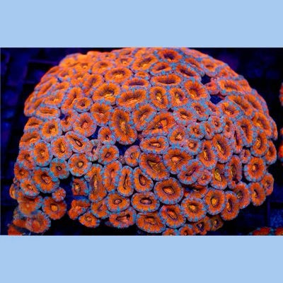 Aussie Ultra Acan Lordhowensis XLL Mother Colony AUALMC093002 WYSIWYG