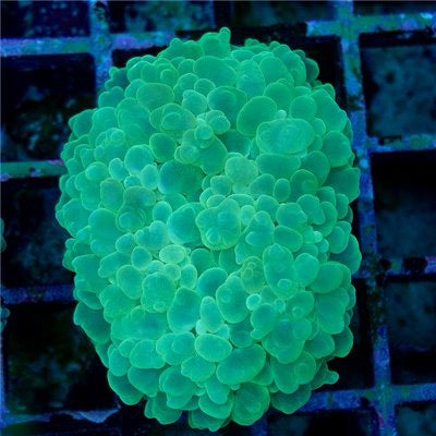 Indo Neon Pearl Bubble Coral Mother Colony INPBCMC093001 WYSIWYG