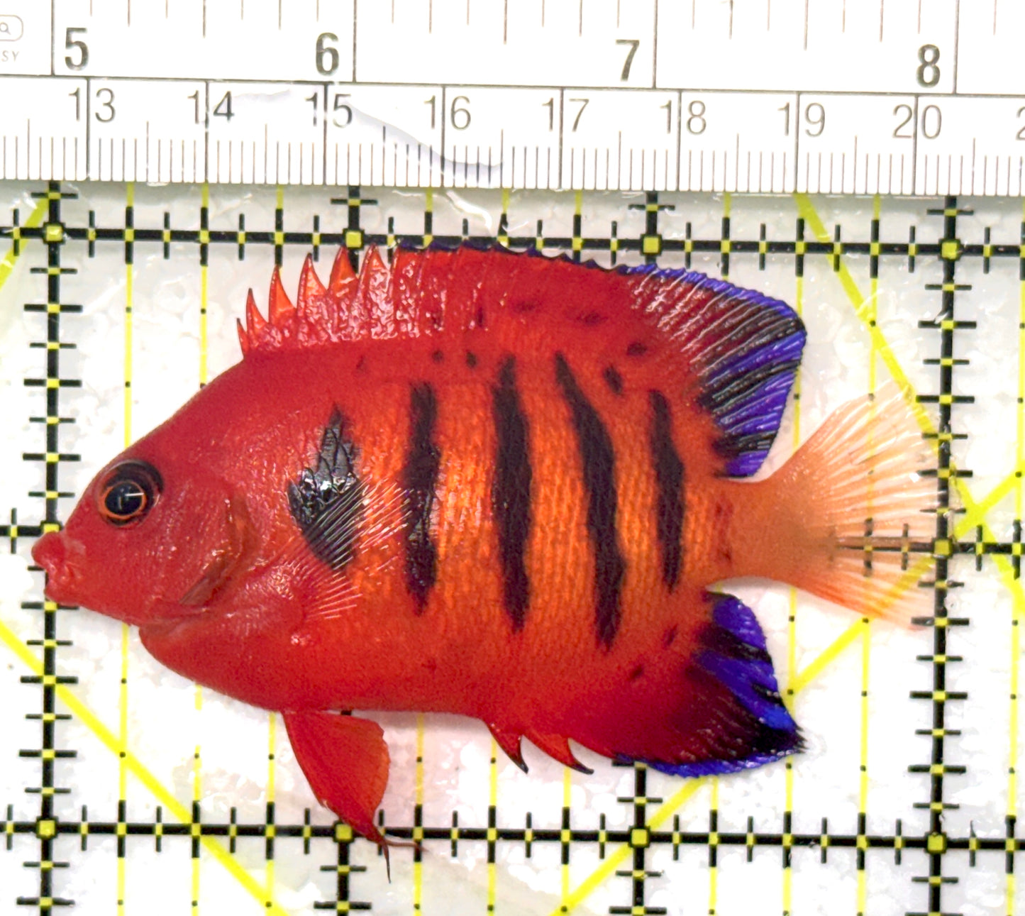 Flame Angelfish (Christmas Island, Super Red) FA120202 WYSIWYG Size: L 3" approx