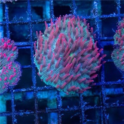 Aussie Ultra Red Tentacle Diaseris Mother Colony( you can frag this and this is hardy) AURTDMC093001 WYSIWYG