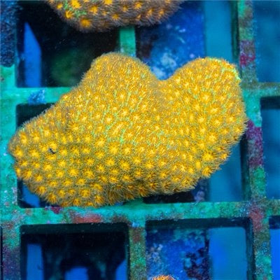 Aussie Lemon Yellow Leptastrea Mother Colony ALYLMC093001 WYSIWYG