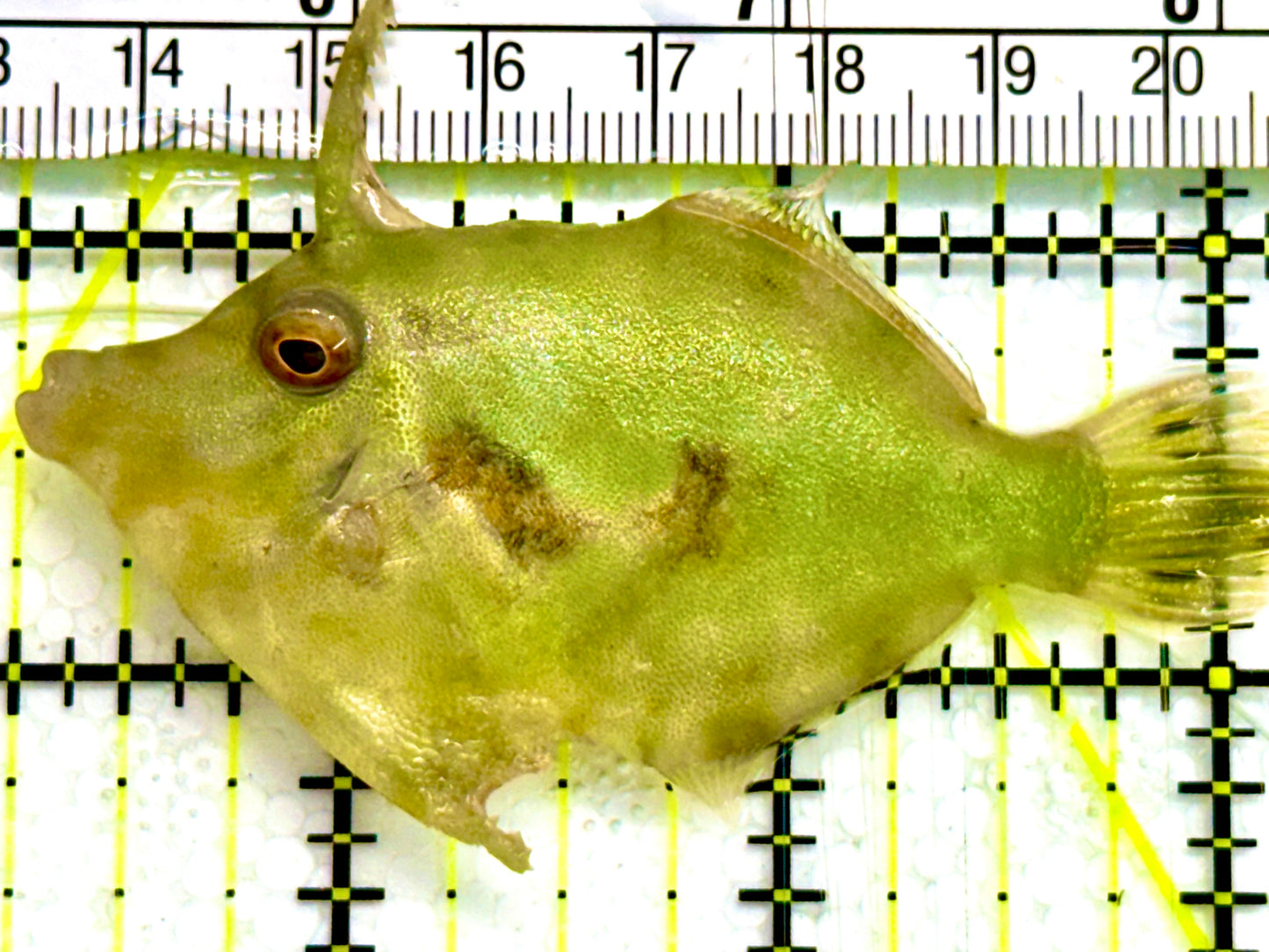 Aiptasia Eating Filefish AEF041604 WYSIWYG Size: M 2.75" Approx