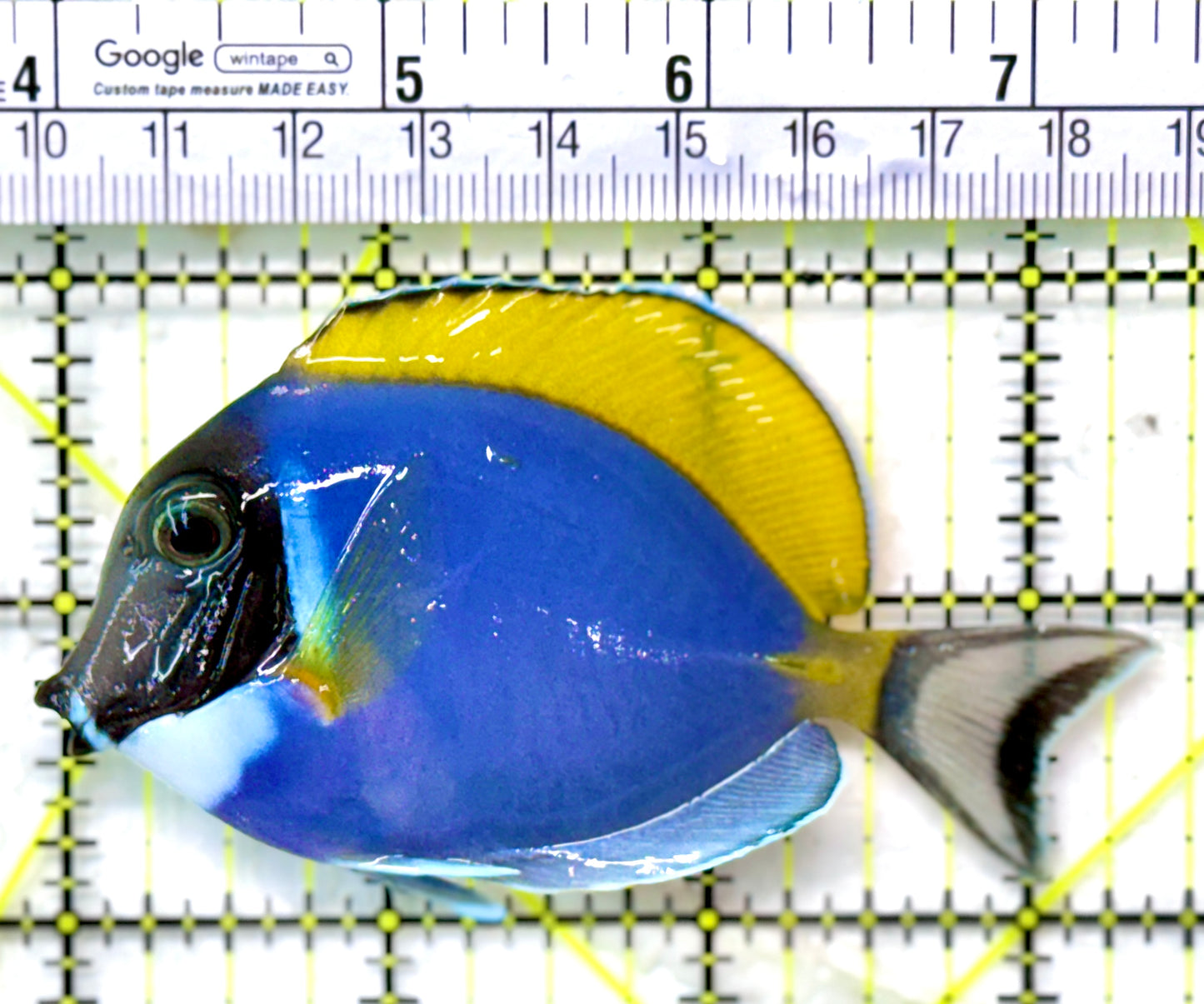 Powder Blue Tang (Maldives) PBT120201 WYSIWYG Size: M 3.25"